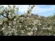 Blossom 2 1349
